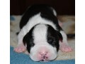 chiots-american-staff-amstaff-staff-disponible-small-2