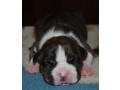 chiots-american-staff-amstaff-staff-disponible-small-0