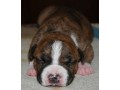 chiots-american-staff-amstaff-staff-disponible-small-1