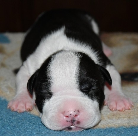 chiots-american-staff-amstaff-staff-disponible-big-2