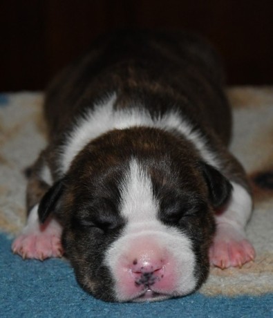 chiots-american-staff-amstaff-staff-disponible-big-0