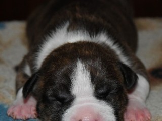 chiots-american-staff-amstaff-staff-disponible