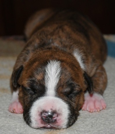 chiots-american-staff-amstaff-staff-disponible-big-1