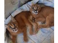 chatons-caracal-et-lynx-disponibles-small-2