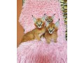 chatons-caracal-et-lynx-disponibles-small-0