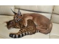 chatons-caracal-et-lynx-disponibles-small-1