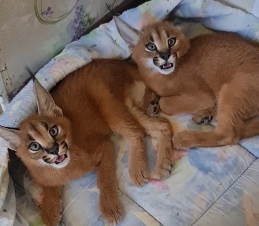 chatons-caracal-et-lynx-disponibles-big-2