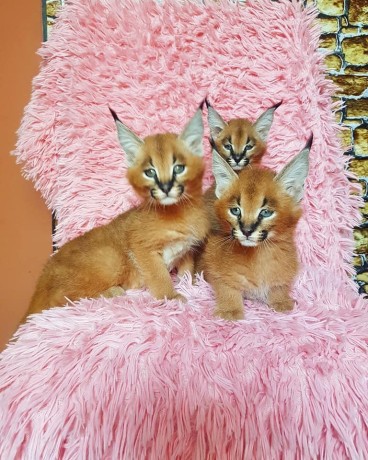 chatons-caracal-et-lynx-disponibles-big-0