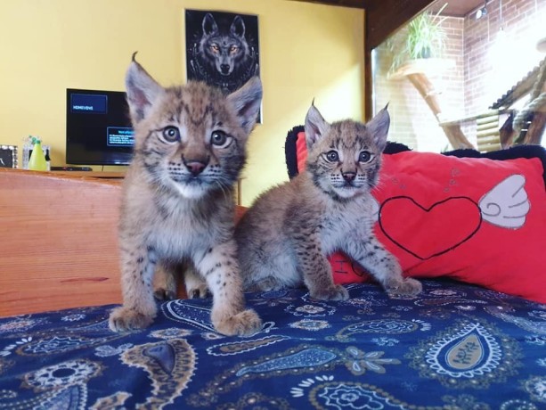 chatons-caracal-et-lynx-disponibles-big-3