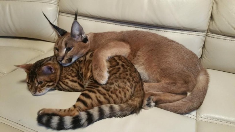 chatons-caracal-et-lynx-disponibles-big-1