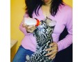 karakal-serwal-sawanna-f1-small-6