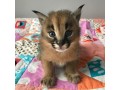 karakal-serwal-sawanna-f1-small-3
