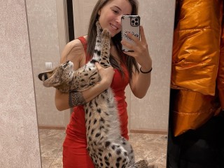 karakal-serwal-sawanna-f1