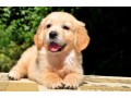 a-donner-contre-bon-soin-golden-retriever-small-0