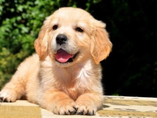 a-donner-contre-bon-soin-golden-retriever