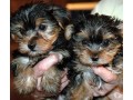 chiots-yorkshire-terrier-small-0