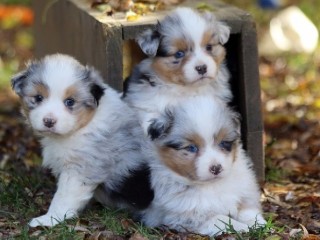 chiots-berger-australien