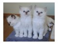 adorables-chatons-sacre-de-birmanie-small-0