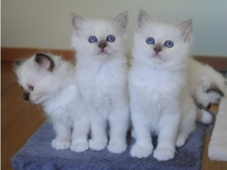 adorables-chatons-sacre-de-birmanie
