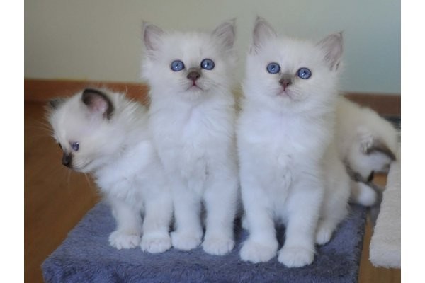 adorables-chatons-sacre-de-birmanie-big-0