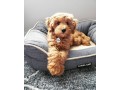 superbes-chiots-goldendoodle-small-1