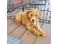 superbes-chiots-goldendoodle-small-0