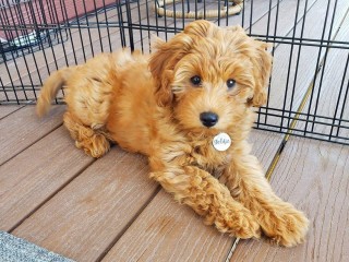superbes-chiots-goldendoodle