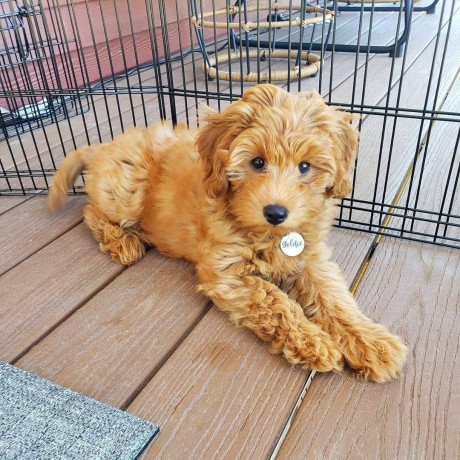 superbes-chiots-goldendoodle-big-0