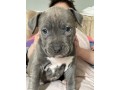 amstaff-welpen-small-1