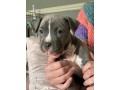 amstaff-welpen-small-0