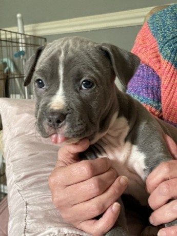 amstaff-welpen-big-0