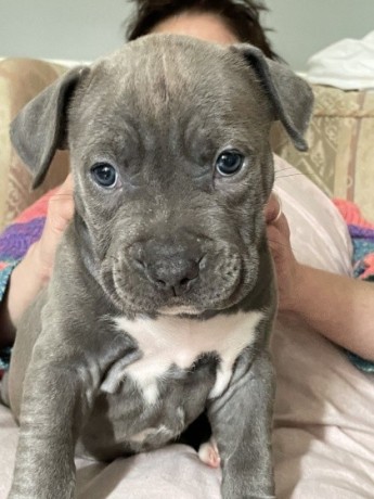 amstaff-welpen-big-1