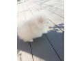 magnifiques-chiots-spitz-nain-pomeranien-pure-race-small-6