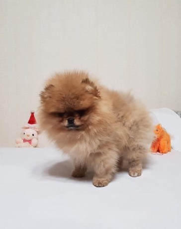 magnifiques-chiots-spitz-nain-pomeranien-pure-race-big-3