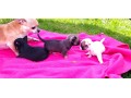 superbes-chiots-chihuahua-pure-race-poils-courts-taille-standard-small-0