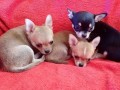 superbes-chiots-chihuahua-pure-race-poils-courts-taille-standard-small-1