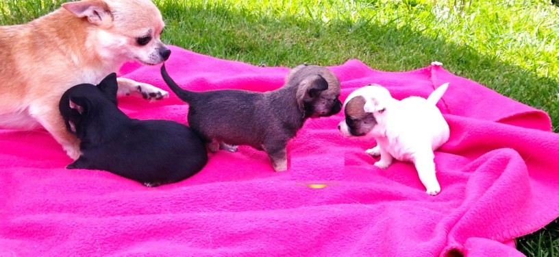 superbes-chiots-chihuahua-pure-race-poils-courts-taille-standard-big-0