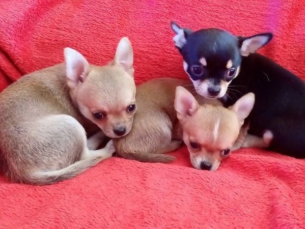 superbes-chiots-chihuahua-pure-race-poils-courts-taille-standard-big-1