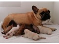magnifiques-chiots-bouledogues-francais-pure-race-small-0