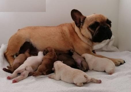 magnifiques-chiots-bouledogues-francais-pure-race-big-0