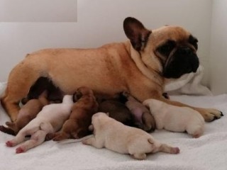 magnifiques-chiots-bouledogues-francais-pure-race