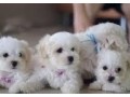 adorables-chiots-bichons-maltais-pure-race-small-1
