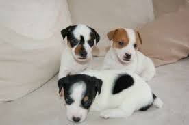 sublimes-chiots-jack-russel-pure-race-big-0