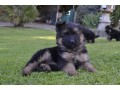 chiots-de-type-berger-allemand-small-0