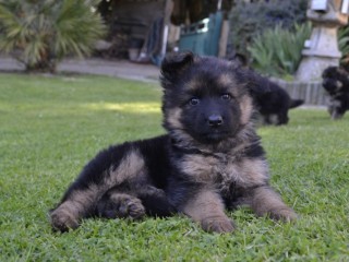 chiots-de-type-berger-allemand