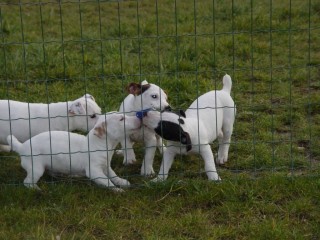magnifiques-chiots-jack-russel