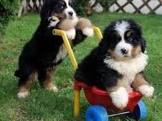 chiots-bouvier-bernois-lof