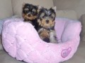 adorables-chiots-yorkshire-small-0