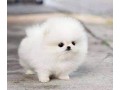 femelle-pomeranien-a-donner-small-0