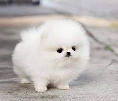 femelle-pomeranien-a-donner-big-0